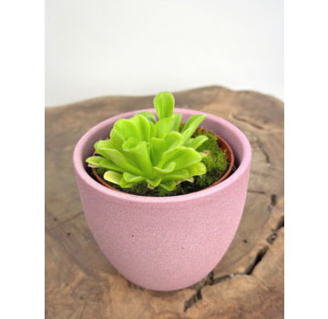 Plantenpot "Nijl" - roze | 8,5cm