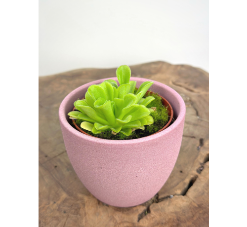 Plantenpot "Nijl" - roze | 8,5cm