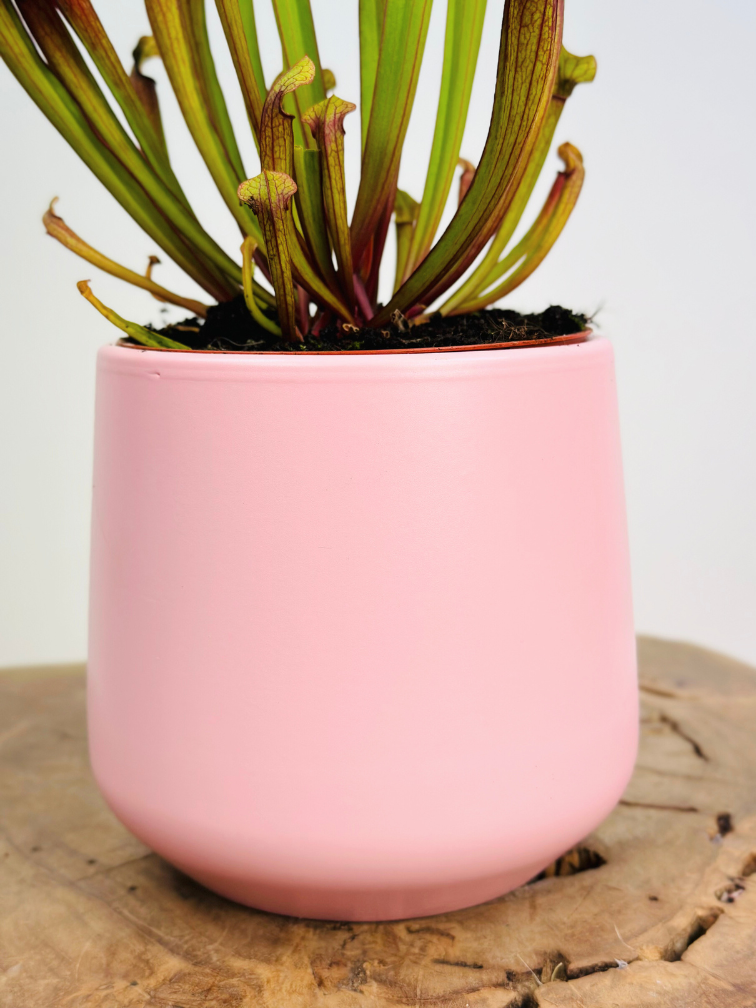 Plantenpot "Amazone" - roze | 12cm