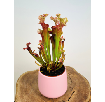 Plantenpot "Amazone" - roze | 12cm