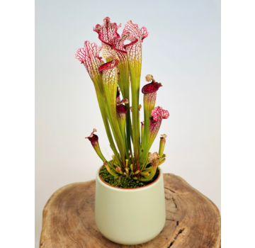 Plantenpot "Amazone" - pistache | 12cm