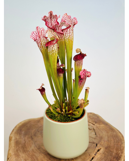 Plantenpot "Amazone" - pistache | 12cm