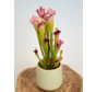 Plantenpot "Amazone" - pistache | 12cm