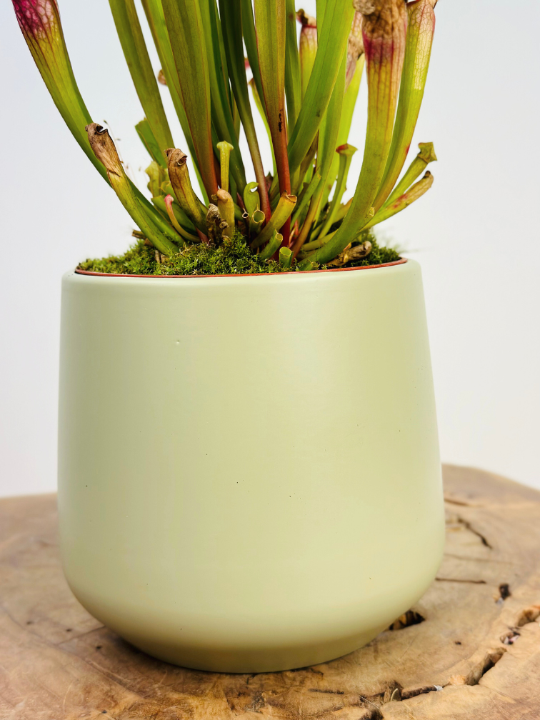 Plantenpot "Amazone" - pistache | 12cm