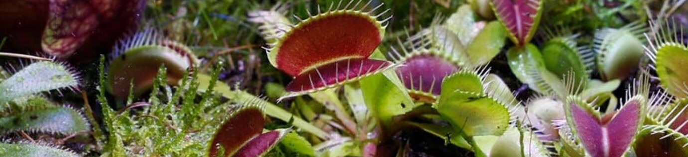 Welke vleesetende planten kunnen goed in een terrarium?