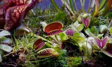 Welke vleesetende planten kunnen goed in een terrarium?