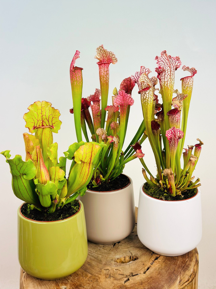 Plantenpot "Amazone" - grijs | 12cm