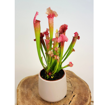 Plantenpot "Amazone" - grijs | 12cm