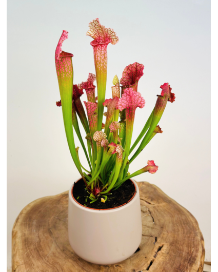 Plantenpot "Amazone" - grijs | 12cm