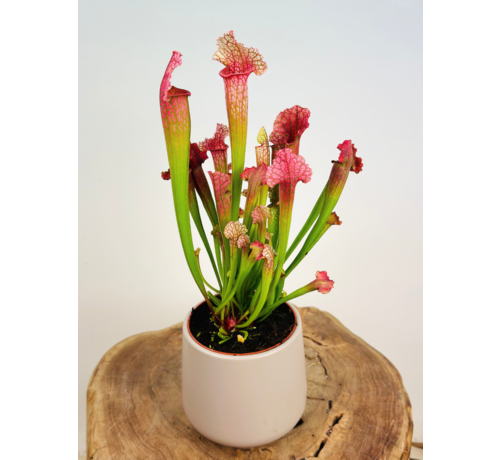 Plantenpot "Amazone" - grijs | 12cm