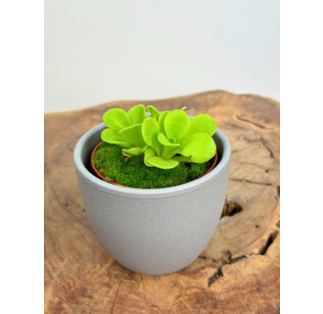 Plantenpot "Nijl" - grijs | 8,5cm