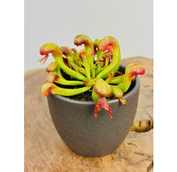 Plantenpot "Nijl" - donkergrijs | 8,5cm