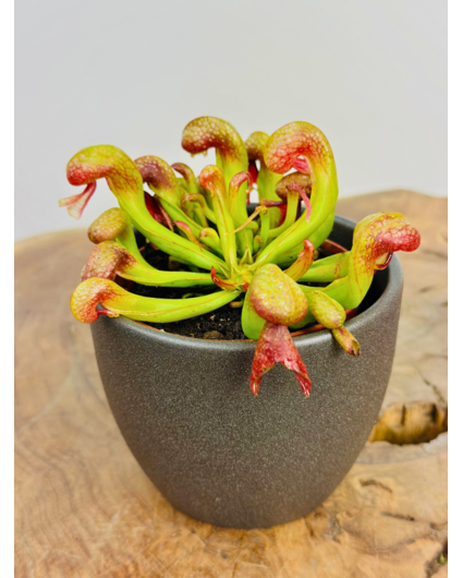 Plantenpot "Nijl" - donkergrijs | 8,5cm