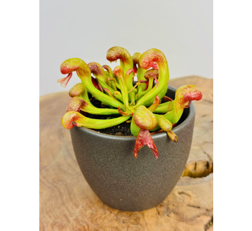 Plantenpot "Nijl" - donkergrijs | 8,5cm