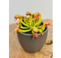 Plantenpot "Nijl" - donkergrijs | 8,5cm