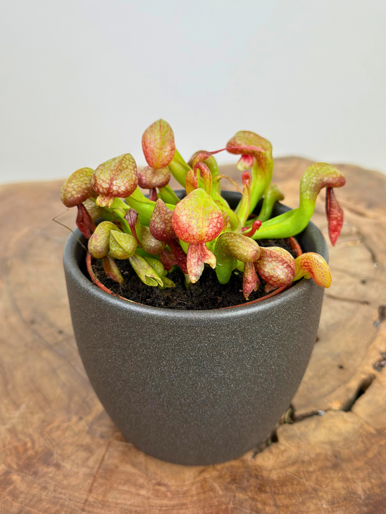 Plantenpot "Nijl" - donkergrijs | 8,5cm