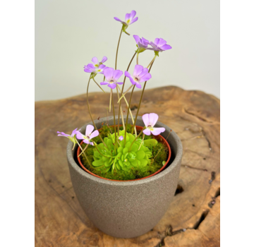 Plantenpot "Nijl" - bruin | 8,5cm