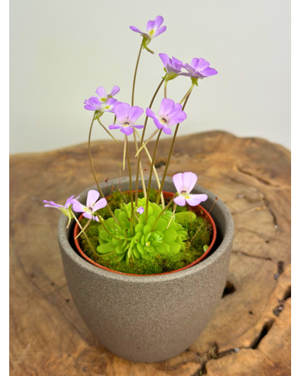 Plantenpot "Nijl" - bruin | 8,5cm