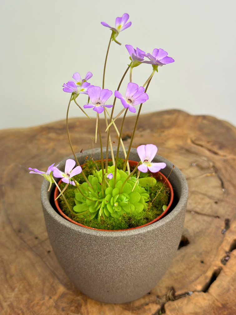 Plantenpot "Nijl" - bruin | 8,5cm