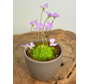 Plantenpot "Nijl" - bruin | 8,5cm