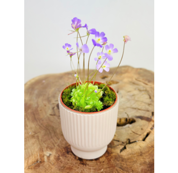 Plantenpot "Betsie" - roze | 8,5cm