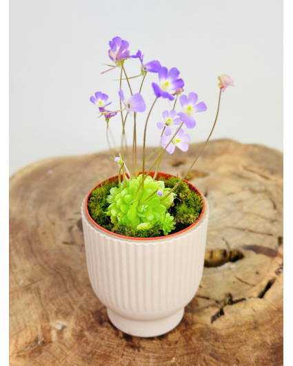 Plantenpot "Betsie" - roze | 8,5cm