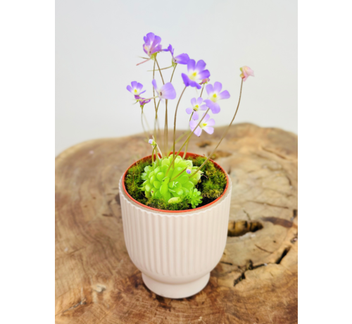 Plantenpot "Betsie" - roze | 8,5cm