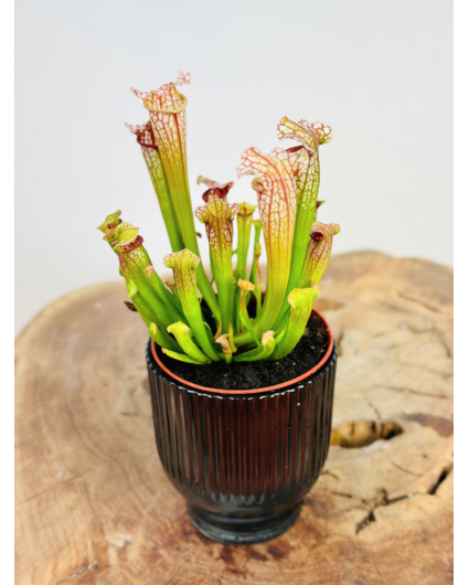 Plantenpot "Betsie" - Smoke | 8,5cm