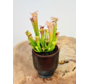 Plantenpot "Betsie" - Smoke | 8,5cm