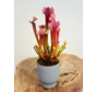 Plantenpot "Betsie" - blauwgrijs | 8,5cm