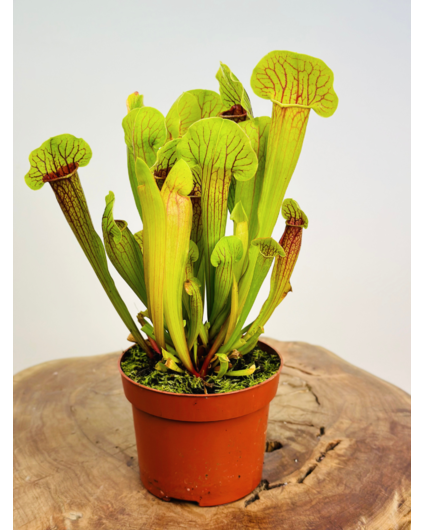 Trompetbekerplant "Barba" - groot | ø 12 cm x ↕ 20-30 cm