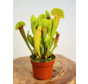 Trompetbekerplant "Barba" - groot | ø 12 cm x ↕ 20-30 cm