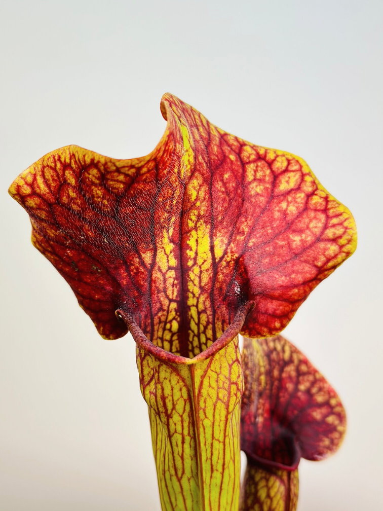 Trompetbekerplant "Manta Ray" - groot | ø 12 cm x ↕ 25 cm