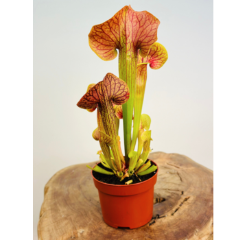 Trompetbekerplant "Manta Ray" - groot | ø 12 cm x ↕ 25 cm
