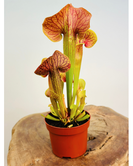 Trompetbekerplant "Manta Ray" - groot | ø 12 cm x ↕ 25 cm