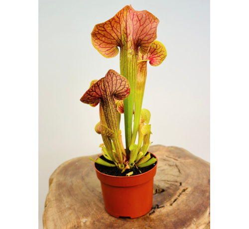 Trompetbekerplant "Manta Ray" - groot | ø 12 cm x ↕ 25 cm