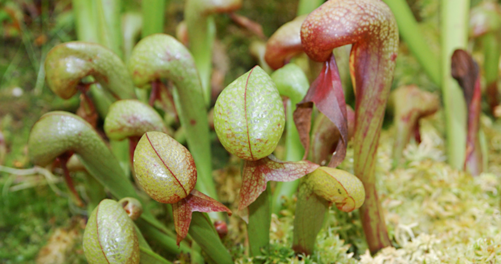 Welke vleesetende planten soorten zijn er?