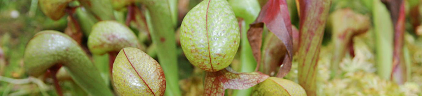 Welke vleesetende planten soorten zijn er?