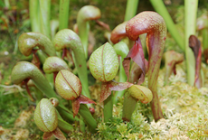 Welke vleesetende planten soorten zijn er?