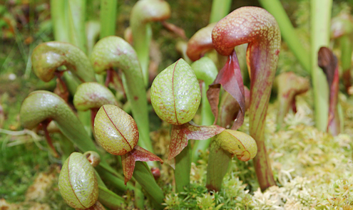 Welke vleesetende planten soorten zijn er?