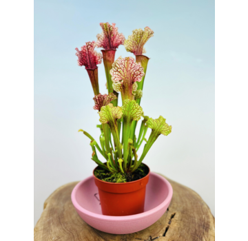 Keramieken waterschotel "roze" voor 12 cm