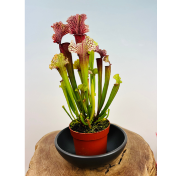 Keramieken waterschotel "zwart" voor 12 cm