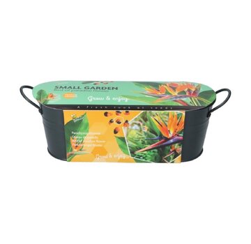 Buzzy® Small Garden "Birds of Paradise" - Strelitzia (giftbox)