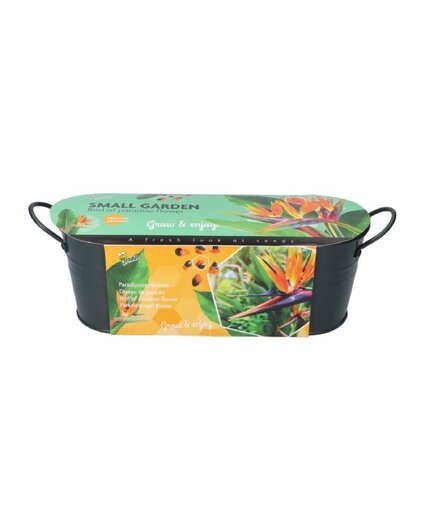 Buzzy® Small Garden "Birds of Paradise" - Strelitzia (giftbox)