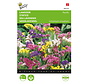 Buzzy® Limonium, Lamsoor Pacific gemengd