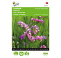 Buzzy® Limonium, Lamsoor Fortune Deep Rose