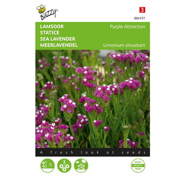 Buzzy® Buzzy® Limonium, Lamsoor Purple Attraction