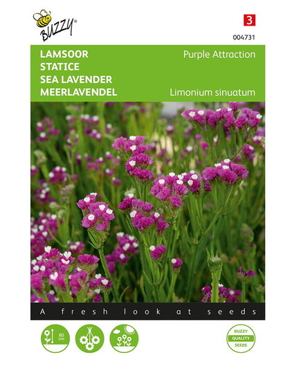 Buzzy® Buzzy® Limonium, Lamsoor Purple Attraction