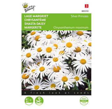 Buzzy® Buzzy® Chrysanthemum, Lage Margriet Silver Princess