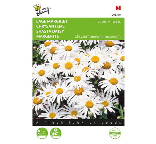 Buzzy® Buzzy® Chrysanthemum, Lage Margriet Silver Princess